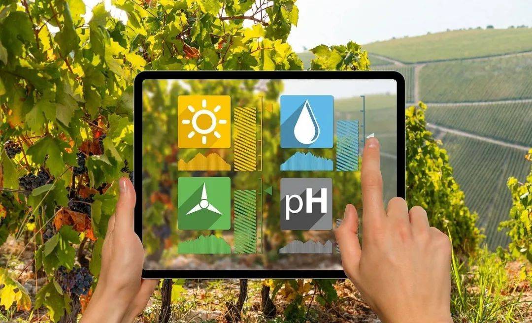 萬棚“數字農場”應用大數據和物聯網技術